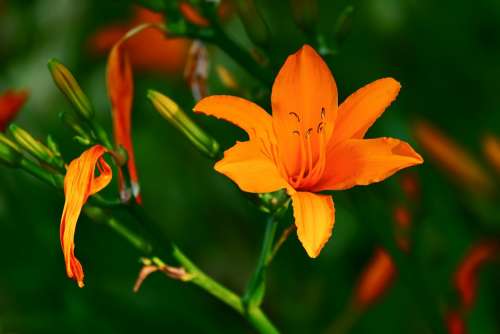 Brunello Lily Lilium Asiaticum Flower Blooms Orange