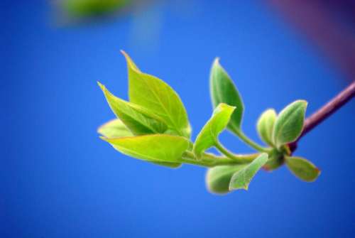 Bud Blue Green Spring Nature Plants Lilac Garden