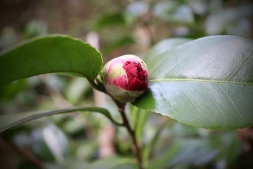 Bud Camellia Red Early Bloomer Flower