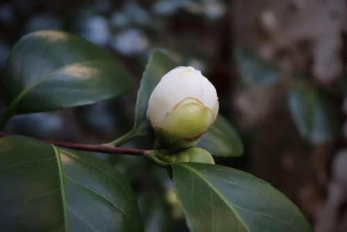 Bud Camellia White Blossom Bloom Early Bloomer
