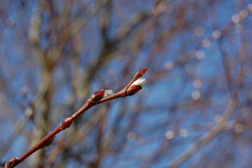 Bud Spring Tree Nature