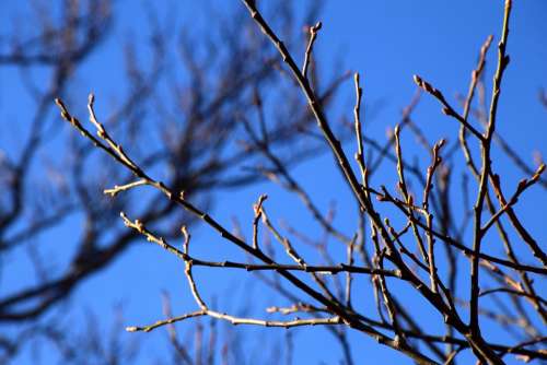 Buds Sky Branches Winter