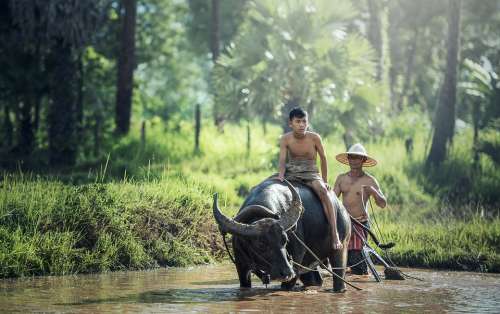 Buffalo Riding Agriculture Asia Cambodia