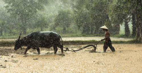Buffalo Farmer Cultivating Agriculture Asia