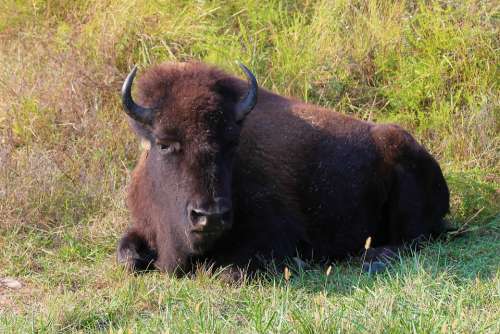 Buffalo Bison Horns Prairie Pasture Animal Nature