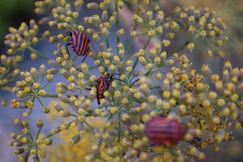 Bugs Wildlife Insect Colorful Entomology