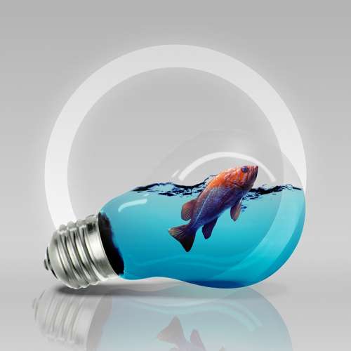 Bulb Fish Light