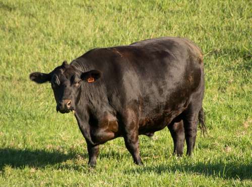 Bull Cattle Stock Black Young Farm Beef Rural