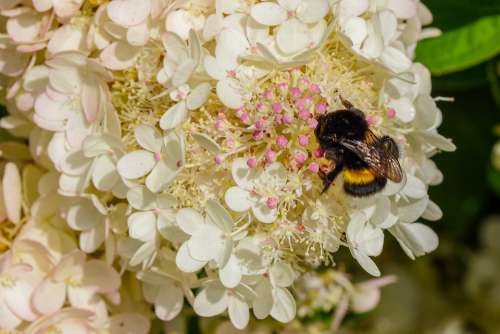 Bumble-Bee September Hydrangea Pollination Flower