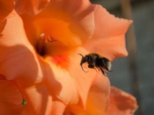 Bumblebee Flower Flight Nectar Summer Macro