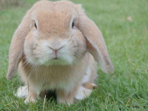 Bunny Rabbit Easter Pet Animal Cute Adorable