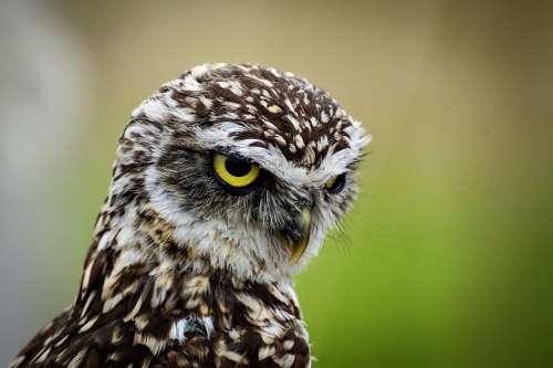 Burrowing Owl Little Owl Bird Animal Nature