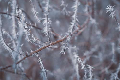 Bush Frost Eiskristalle Winter Cold Hoarfrost