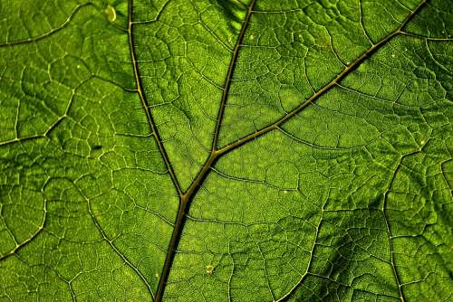 Butterbur Leaf Plant Veins Pattern Herb Green