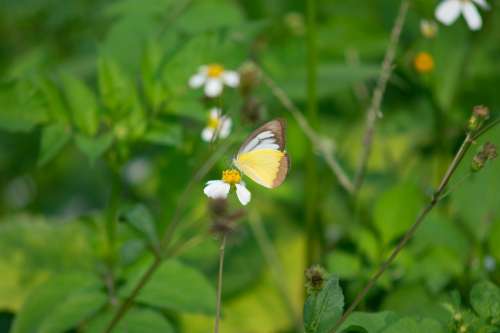 Butterflies Animals Nature Outdoor Tropical