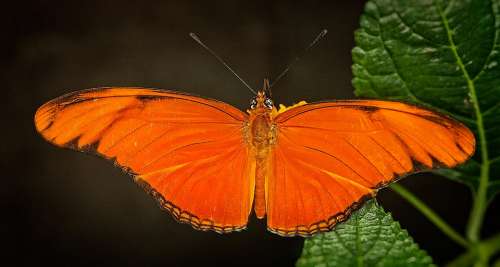 Butterflies Orange Colors Insects Animals