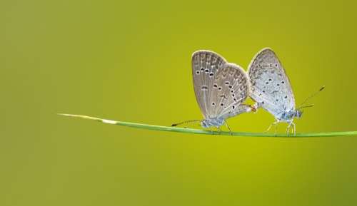 Butterfly Insects Macro Green Nature Mating