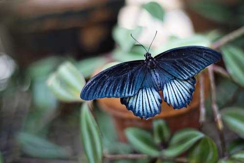 Butterfly Blue Black Insect Large Spring Summer
