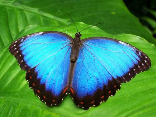 Butterfly Blue Insect Blue Morphofalter