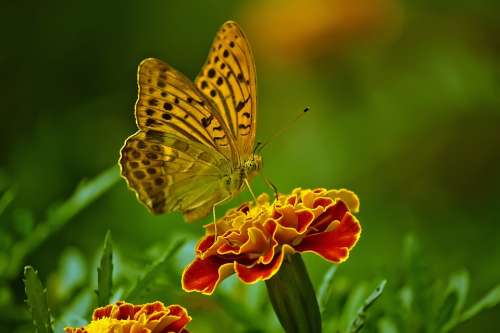 Butterfly Nature Flower Insect Close Up Outdoor