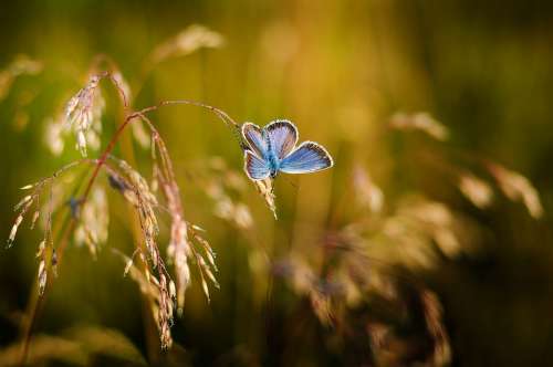 Butterfly Insects Blue Wings Colored Nature Summer