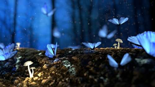 Butterfly Blue Forest Fantasy Woods Dream Surreal