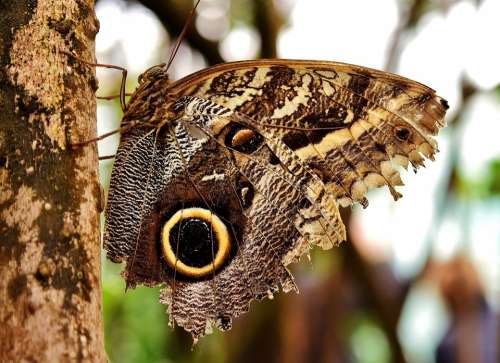 Butterfly Owl Butterfly Edelfalter Wing Animal