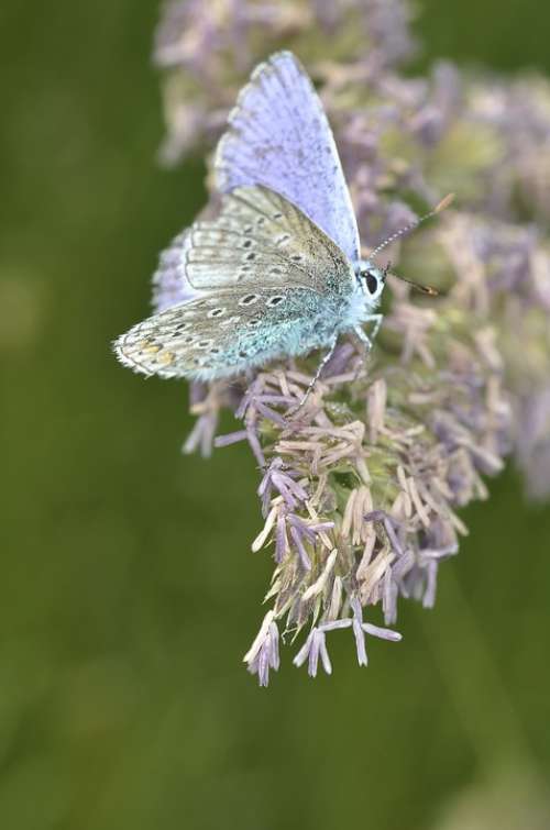 Butterfly Macro Insect Bugs