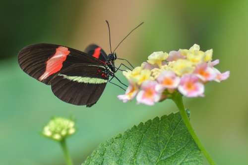 Butterfly Black Insect Flower