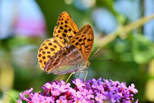 Butterfly Large Fritillary Color Wing Orange