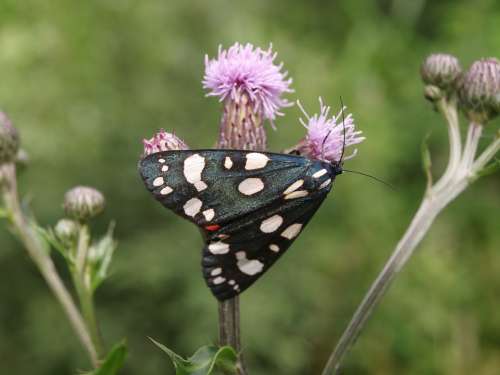 Butterfly Insect Nature Plant Flower