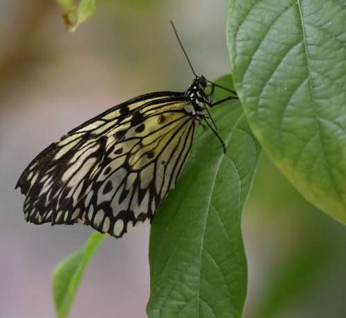 Butterfly Nature Insects Bug'S Colors