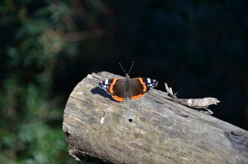 Butterfly Log Orange Nature Wood Insect Antennas