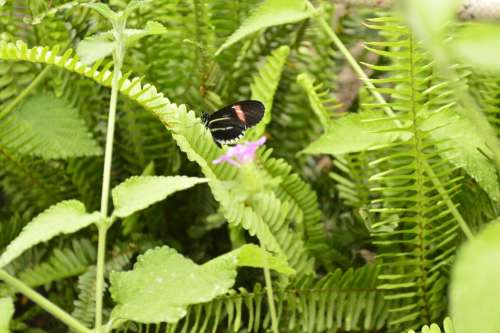 Butterfly Nature Insects Wings Green Leaves Plant