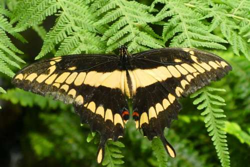 Butterfly Butterfly Garden Fauna Wings Color Wing