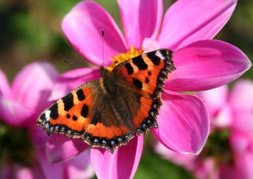 Butterfly Pink Red Admiral Flower Summer Nature