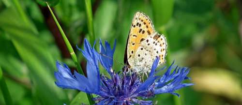 Butterfly Insect Flower Cornflower Nature Macro