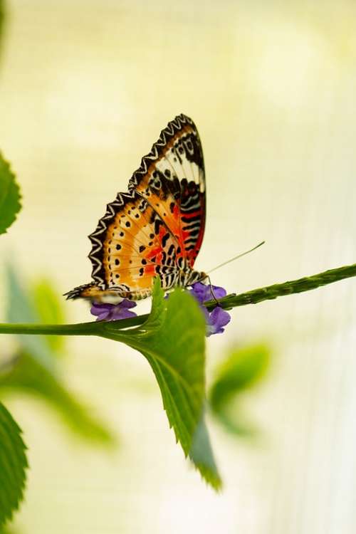 Butterfly Close Up Macro Bokeh Insect Leaf Branch