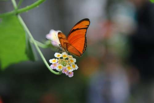 Butterfly Flower Orange Close Up