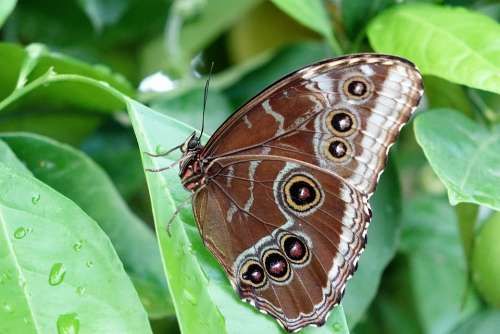 Butterfly Insect Nature Wing Animal Butterflies