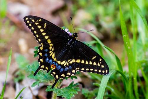 Butterfly Insect Black Plant Wings Wildlife