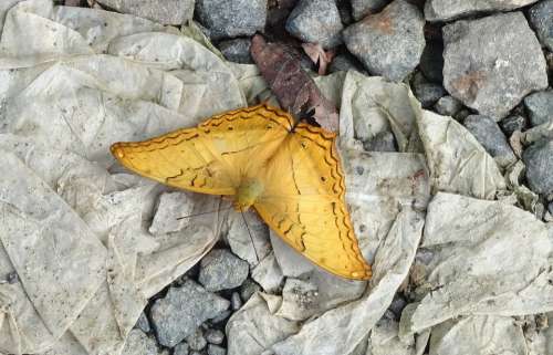 Butterfly Andaman Cruiser Vindula Pallida Insect