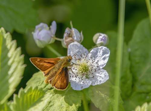 Butterfly Large Skipper Wings Nature Insect Summer