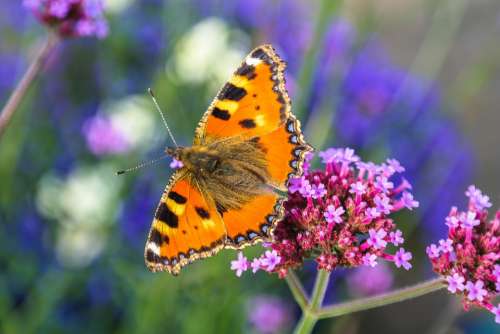 Butterfly Insect Animal Animal World Macro