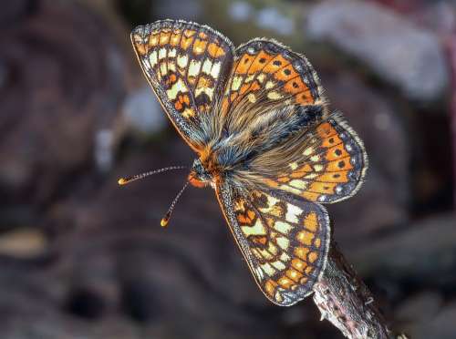 Butterfly Marsh Fritillary Wings Antenna Pattern