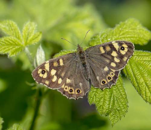 Butterfly Speckled-Wood Nature Insect Spring