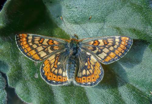 Butterfly Marsh-Fritillary Summer Wetlands Antenna