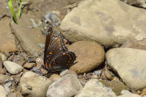 Butterfly Rocks Brown Orange