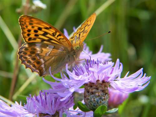 Butterfly Fritillary Close Up Insect Nature Forest