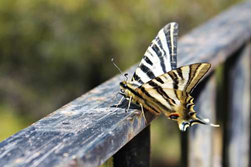 Butterfly Posing Butterfly Wings Freedom